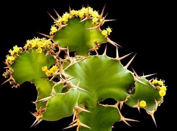 Sensitive Plant Mimosa Pudica Sleepy Bush Fern Bonsai Powder Puff Seed 20 Seeds