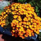 Euphorbia Ingens Candelabrum Exotic Candelabra Tree Seed 5 Seeds