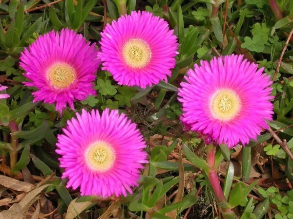 Lampranthus Aureus Orange Ice Plant Living Stone Succulent Mesembs Seed 20 Seeds