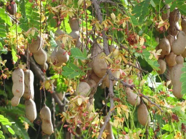 Tamarind Tree Tamarindus Indica Tropical Edible Fruit Wood Bonsai Seed 15 Seeds