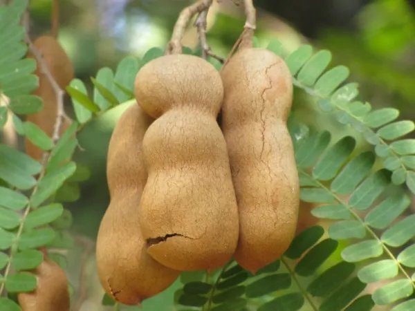 Tamarindus Indica Tamarind Tree Tropical Edible Fruit Wood Bonsai Seed 15 Seeds