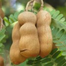 Tamarindus Indica Tamarind Tree Tropical Edible Fruit Wood Bonsai Seed 15 Seeds