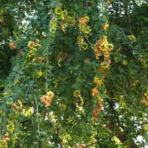 Manilla Tamarind Pithecellobium Dulce Exotic Madras Thorn Fruit Seed 15 Seeds