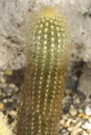 Haageocereus Chrysostele Cereus Columnar Cacti Pilosocereus Cactus Seed 20 Seeds