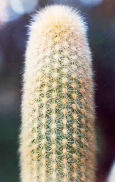 Haageocereus Cantaensis Rare Cereus Columnar Cactus Exotic Cacti Seed 20 Seeds