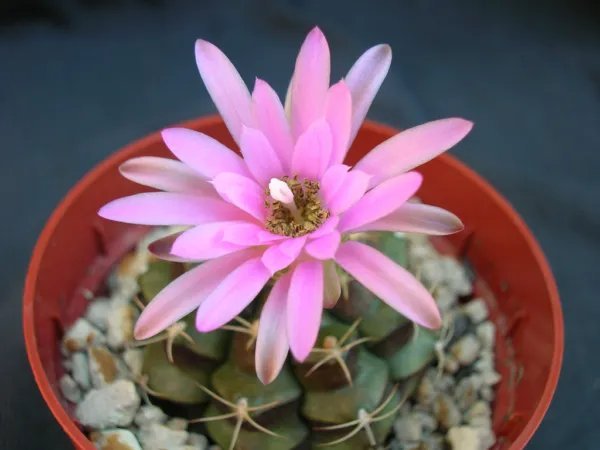 Gymnocalycium Damsii Rare Cactus Exotic Color Succulent Seed 20 Seeds