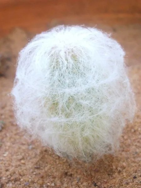 Espostoa Nana Rare Columnar Cactus Pseudoespostoa Melanostele Seed 15 Seeds