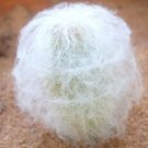 Espostoa Nana Rare Columnar Cactus Pseudoespostoa Melanostele Seed 15 Seeds