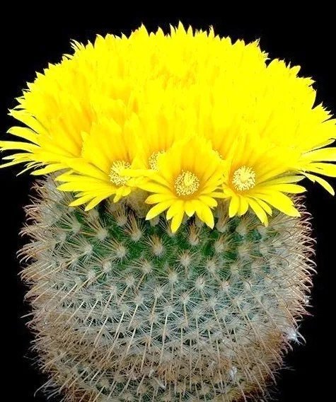 Parodia Chrysacanthion Rare Notocactus Cacti Golden Flower Cactus Seed 25 Seeds