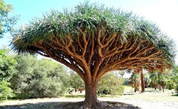 Dragon'S Blood Tree Dracaena Draco Rare Canary Island Palm Bonsai Seed 10 Seeds