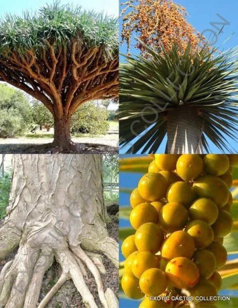 Dracaena Draco Rare Dragon'S Blood Tree Canary Island Palm Bonsai Seed 10 Seeds