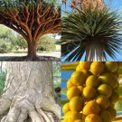 Dracaena Draco Rare Dragon'S Blood Tree Canary Island Palm Bonsai Seed 10 Seeds