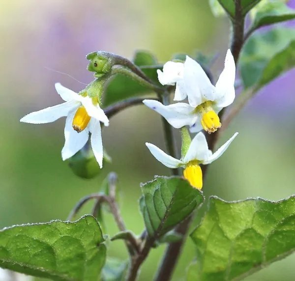 Black Nightshade Solanum Nigrum Huckleberry Hierba Mora Seed 100 Seeds