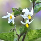 Black Nightshade Solanum Nigrum Huckleberry Hierba Mora Seed 100 Seeds