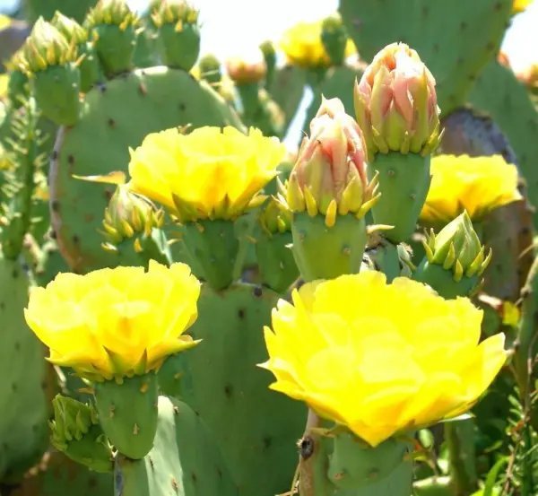 Opuntia Stricta 0J0 Erect Prickly Pear Nopal Edible Cactus Nopalea Seed 20 Seeds