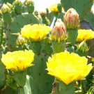 Opuntia Stricta 0J0 Erect Prickly Pear Nopal Edible Cactus Nopalea Seed 20 Seeds