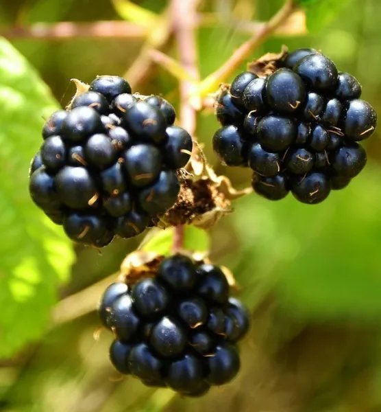 Wild Blackberry Rubus Fruticosus Exotic Tree Berries Edible Berry Seed 25 Seeds