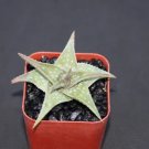Aloe Cv Blue Mist Hybrid Exotic Raren Color Outdoor Succulent Plant Cacti 2 Inci Pot