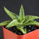 Gasteraloe Cv Helen Haage Exotic Aloe Rare Succulent Plant Gasteria 2 Inci Pot