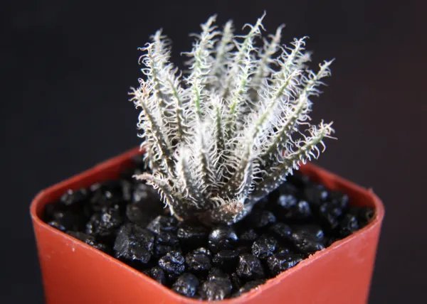 Aloe Haworthioides Var. Haworthioides Rare Succulent Plant Cactus Miniature 2 Inci