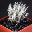 Aloe Haworthioides Var. Haworthioides Rare Succulent Plant Cactus Miniature 2 Inci