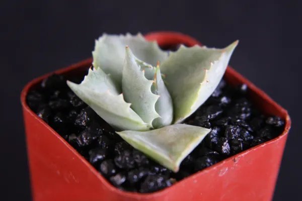 Agave Isthmensis Rare Succulent Plant Miniature Rose Bonsai Cactus Cacti 2 Inci Pot