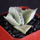 Agave Isthmensis Rare Succulent Plant Miniature Rose Bonsai Cactus Cacti 2 Inci Pot