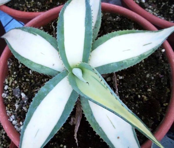 Agave Guiengola Mediopicta Alba Good Variegated Very Rare Variegata Plant 4 Inci Pot