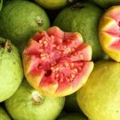 Wild Guava Tropical Fruit Psidium Pink Hawaiian Guayaba Cimarrona Seed 15 Seeds