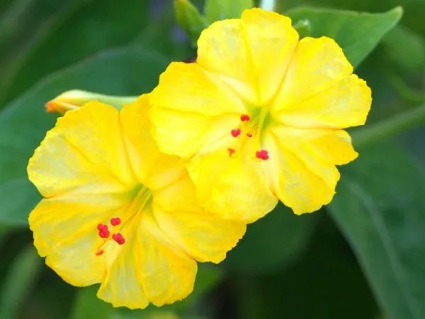 Yellow Mirabilis Jalapa Incifour O'Clock Inci Fragrant Succulent Seed 5 Seeds