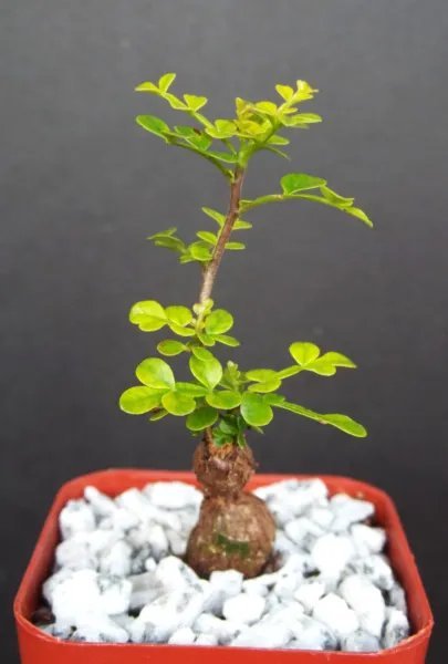Operculicarya Decaryi Exotic Rare Madagascar Natural Bonsai Plant Caudex 2 Inci Pot