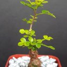 Operculicarya Decaryi Exotic Rare Madagascar Natural Bonsai Plant Caudex 2 Inci Pot
