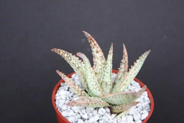 Aloe Cv White Lightning Exotic Hybrid Rare White Color Succulent Plant 4 Inci Pot