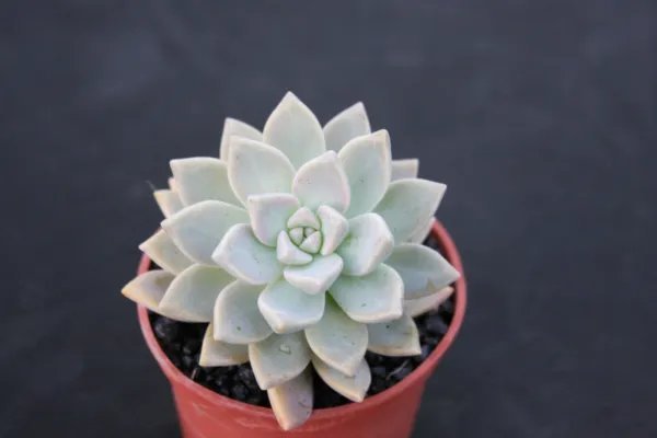Graptoveria Opalina Rare Purple Color Succulent Cactus Plant 4 Inci Pot