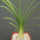 2 Inci Plant Beaucarnea Recurvata Elephant Foot Ponytail Palm Pachycaul Base 2 Inci Pot