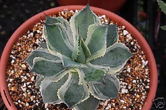 Agave Potatorum Variegated Rare Succulent Plant 4 Inci Pot