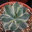 Agave Potatorum Variegated Rare Succulent Plant 4 Inci Pot