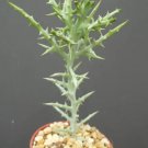 Euphorbia Stenoclada Exotic Africa Cactus Plant Succulent Milk Tree Cacti 4 Inci Pot