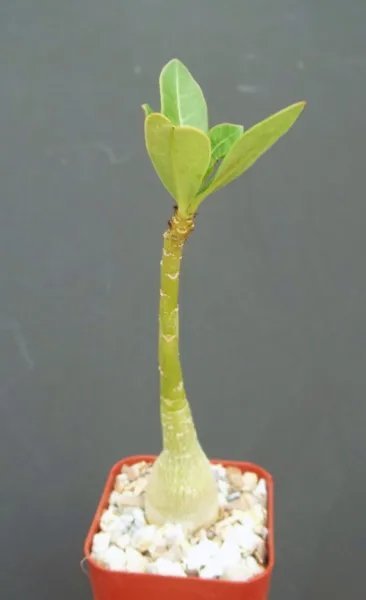 Adenium Obesum Rare Caudex Collection Exotic Bonsai Desert Rose Plant 2 Inci Pot