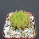 Haworthia Cooperi Var. Gordoniana Rare Bonsai Cacti Exotic Cactus Plant 2 Inci Pot