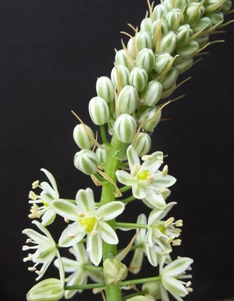 Ornithogalum Caudatum Exotic Rare Bulb False Sea Pregnant Onion Seed 15 Seeds