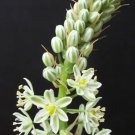 Ornithogalum Caudatum Exotic Rare Bulb False Sea Pregnant Onion Seed 15 Seeds