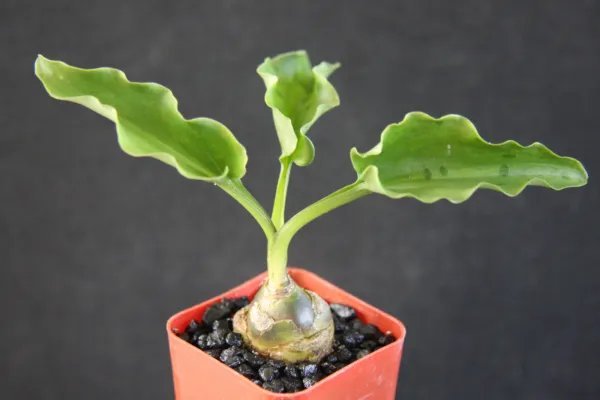 Drimiopsis Maculata Rare Dots Drimia Exotic Scilla Succulent Bulb Plant 2 Inci Pot