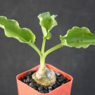 Drimiopsis Maculata Rare Dots Drimia Exotic Scilla Succulent Bulb Plant 2 Inci Pot