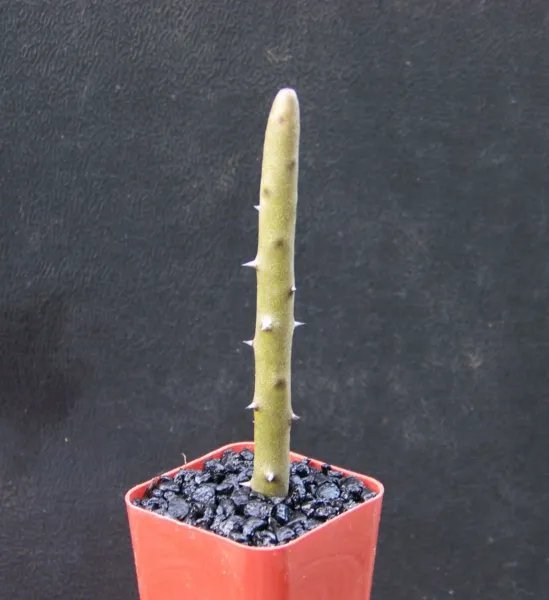 Alluaudia Dumosa Madagascar Ocotillo Spiny Reptile Lizard Terrarium Plant 2 Inci Pot