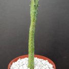 Euphorbia Heterochroma African Catedral Plant Bonsai Tree Rare Cactus Exotic 4 Inci Euphorbia Heterochroma African Catedral Plant Bonsai Tree Rare Cactus Exotic 4 Inci