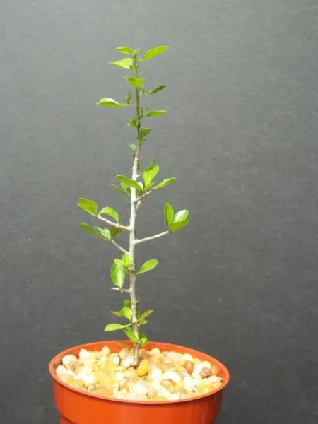 Commiphora Simplicifolia Guggul Myrrh Tree Exotic Caudex Mukul Bonsai 4 Inci Plant