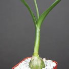 Pregnant Onion Plant Ornithogalum Caudatum Rare Exotic False Sea Bulb 2 Inci Pot