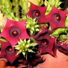 Huernia Schneideriana Asclepiad Stapeliad Rare Red Color Plant Exotic 2 Inci Pot