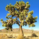 Yucca Brevifolia Succulent Cactus Joshua Tree Aloe Agave Seed 15 Seeds